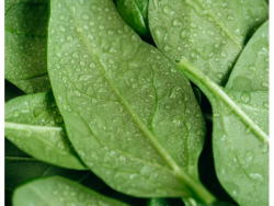 Organic Baby Spinach – Pack