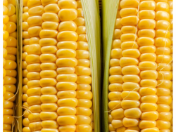 Sweet Corn Cobs – 4 Pack