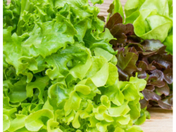 Harvest Fresh Salad Bowl Pillow Pack – 180g