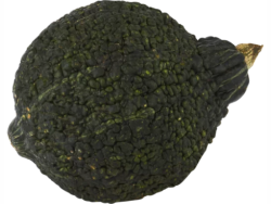 Organic Hubbard Squash XL – Single