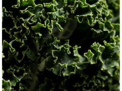 Fresh Sliced Kale – Pack
