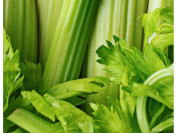 Large Table Celery (Silverdawn) – Single Bunch
