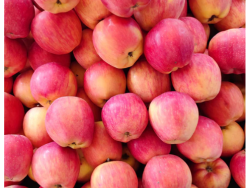 Local Fresh Co Organic Pink Apples