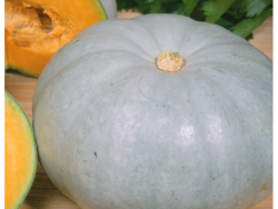 Yster Pumpkin – Whole
